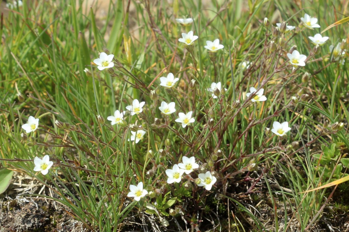 Saxifraga Spp_IMG_6036.JPG