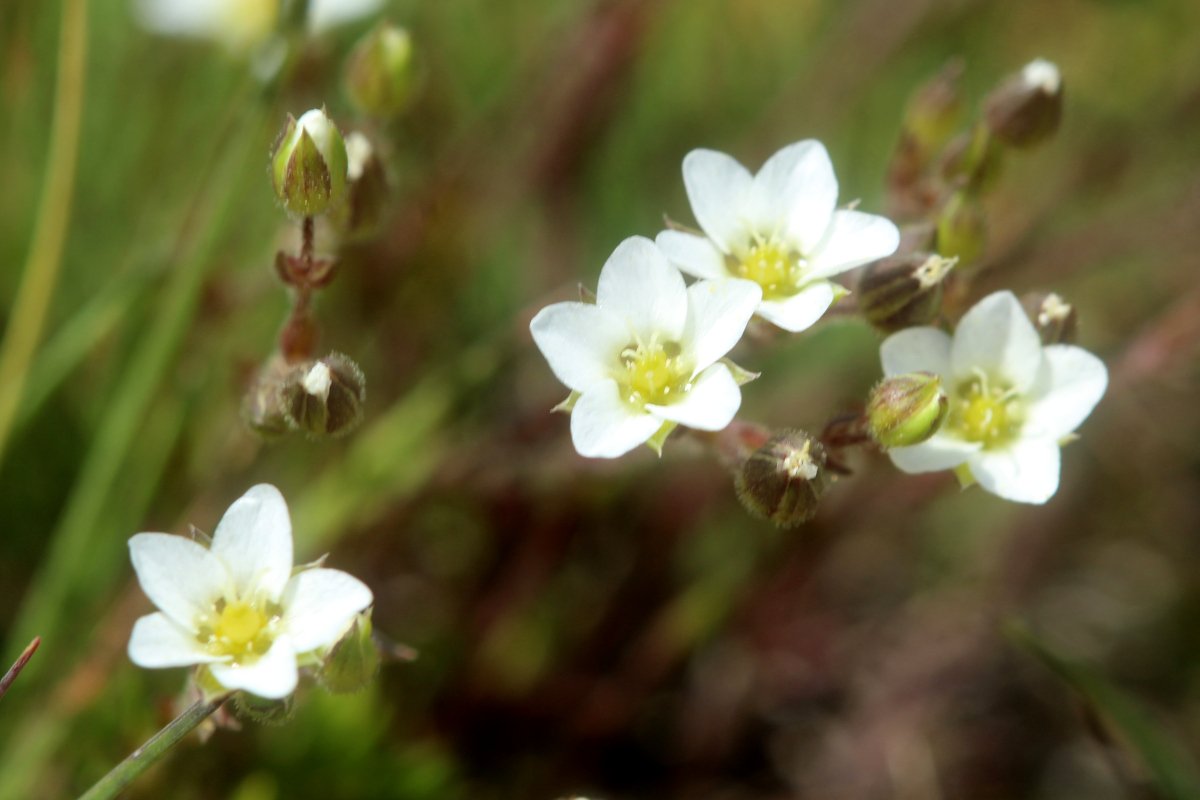 Saxifraga Spp_IMG_6037.JPG