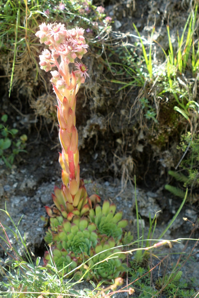 Sempervivum tectorum_IMG_5918.JPG