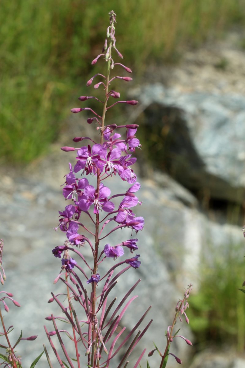 Epilobium angustifolium_IMG_6087.JPG