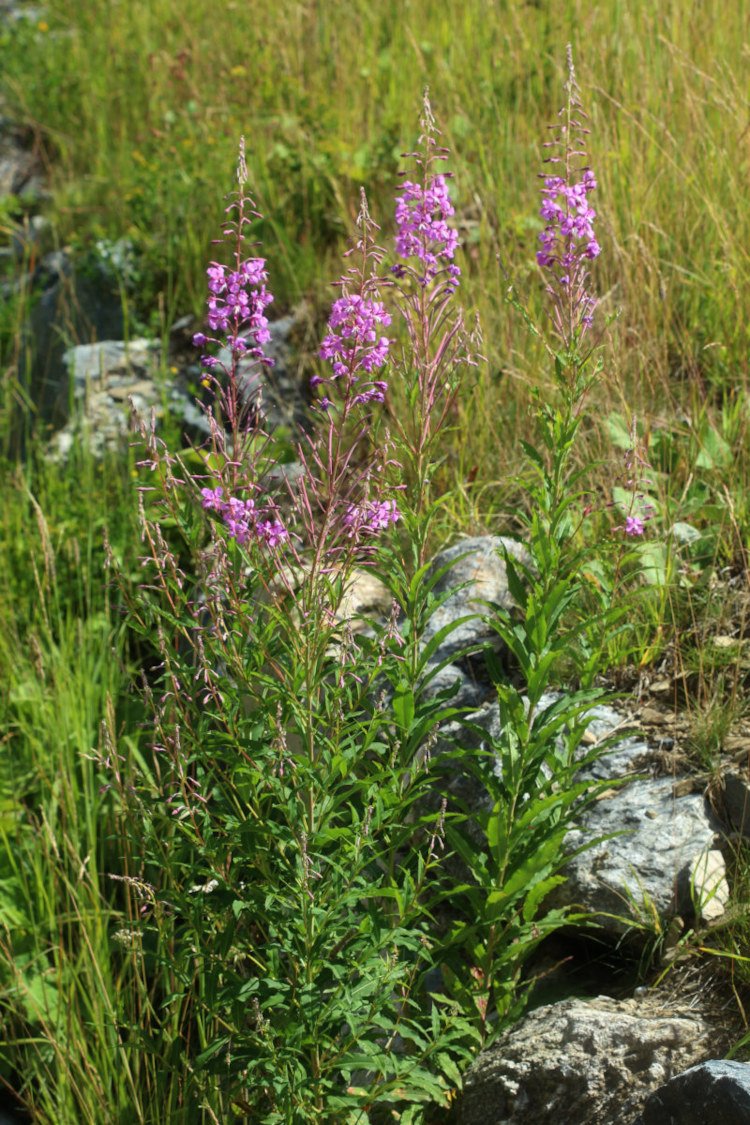 Epilobium angustifolium_IMG_6083.JPG