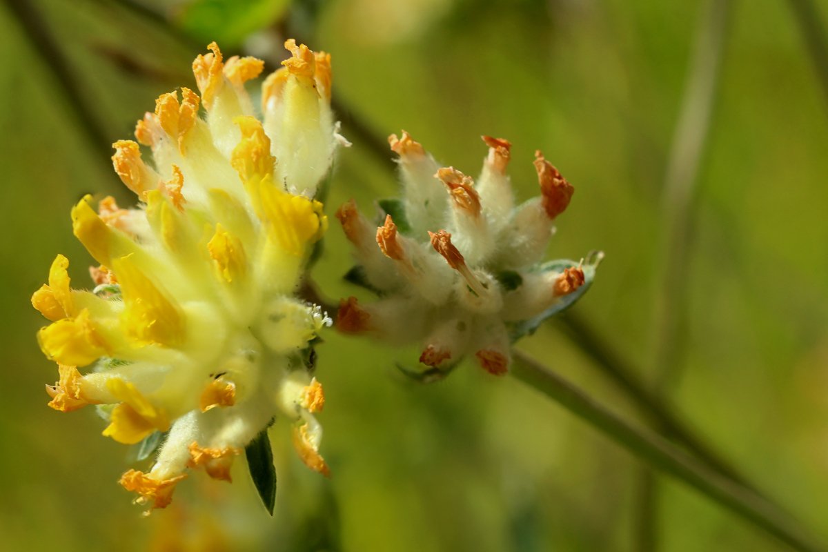 Anthyllis vulneraria_IMG_6095-96.jpg