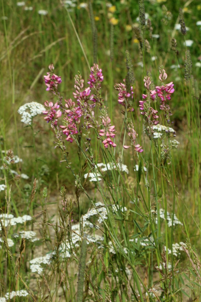 Onobrychis viciifolia_IMG_6098.JPG