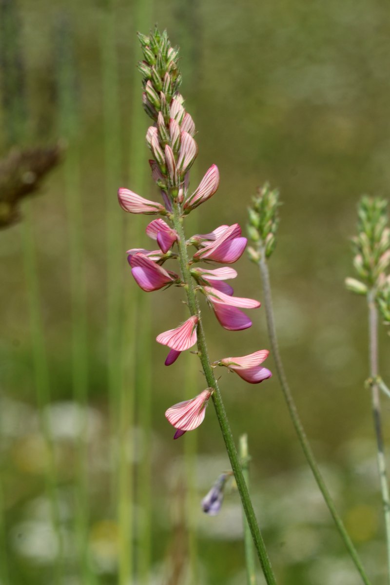 Onobrychis viciifolia_IMG_6101.JPG