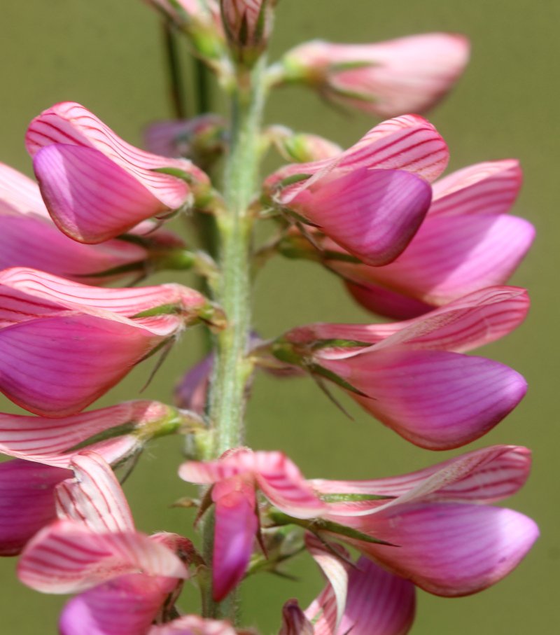 Onobrychis viciifolia_IMG_6103.JPG