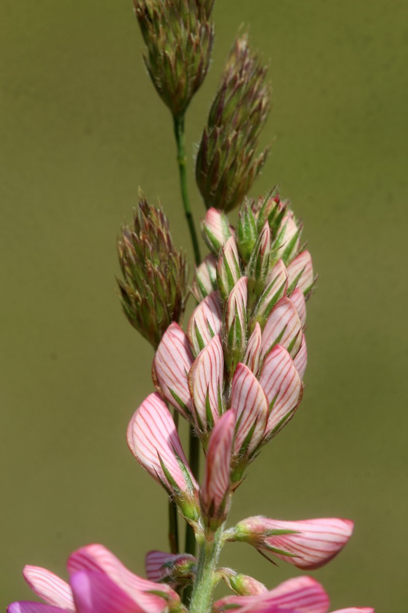 Onobrychis viciifolia_IMG_6105.JPG