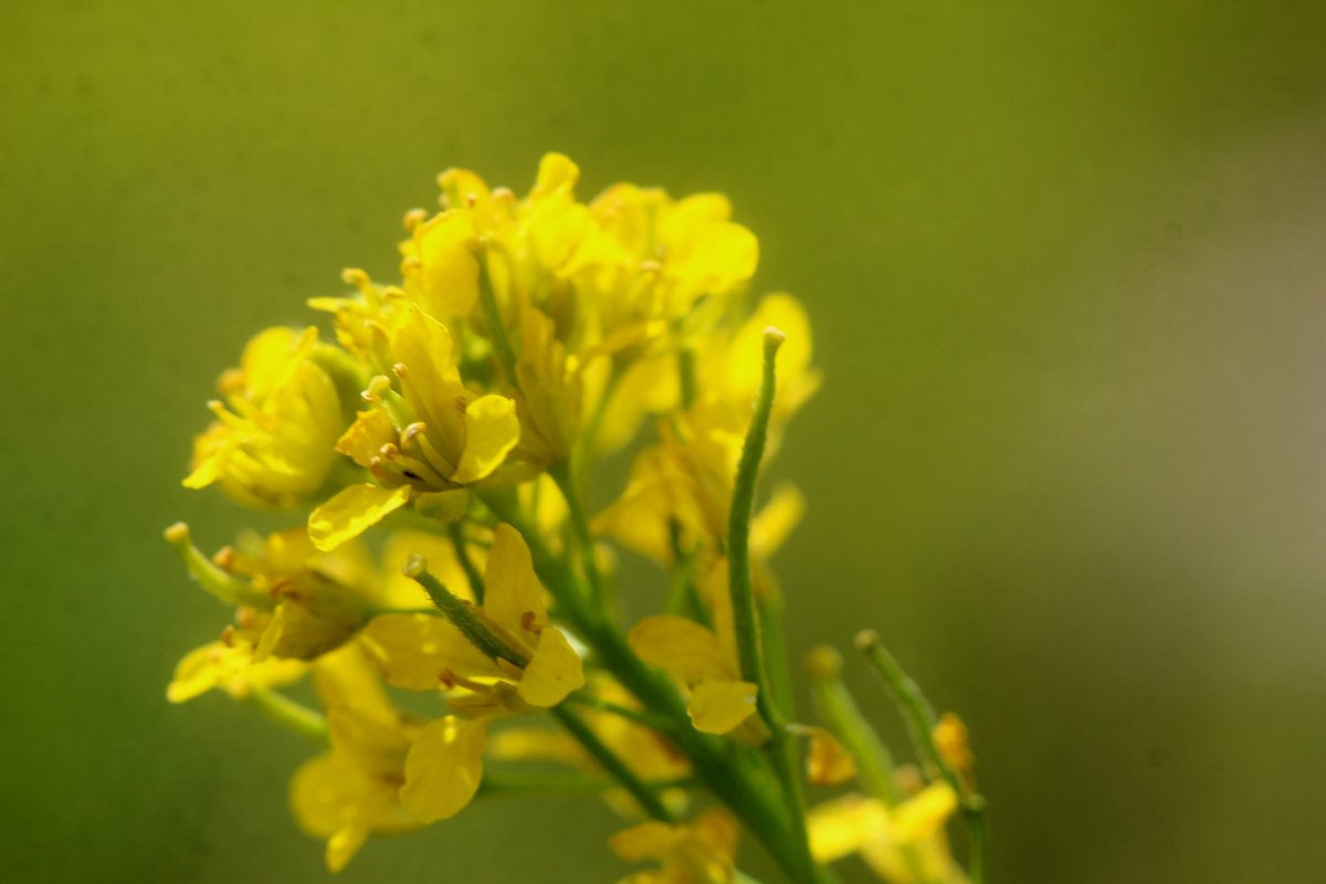 Sisymbrium austriacum_IMG_6112.JPG