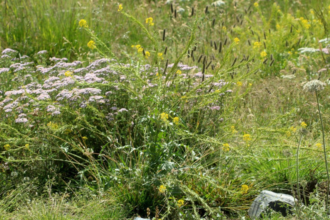 Sisymbrium austriacum_IMG_6106.JPG