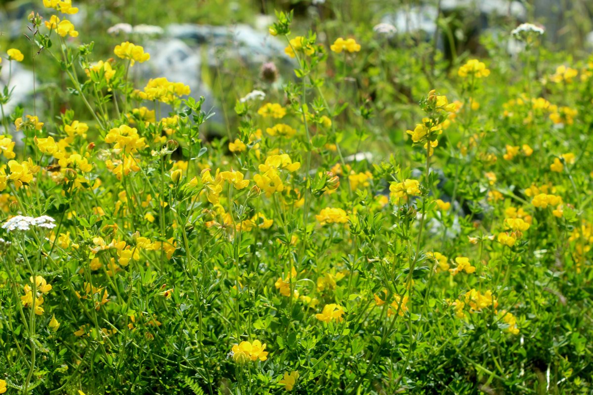 Lotus corniculatus_IMG_6119.JPG