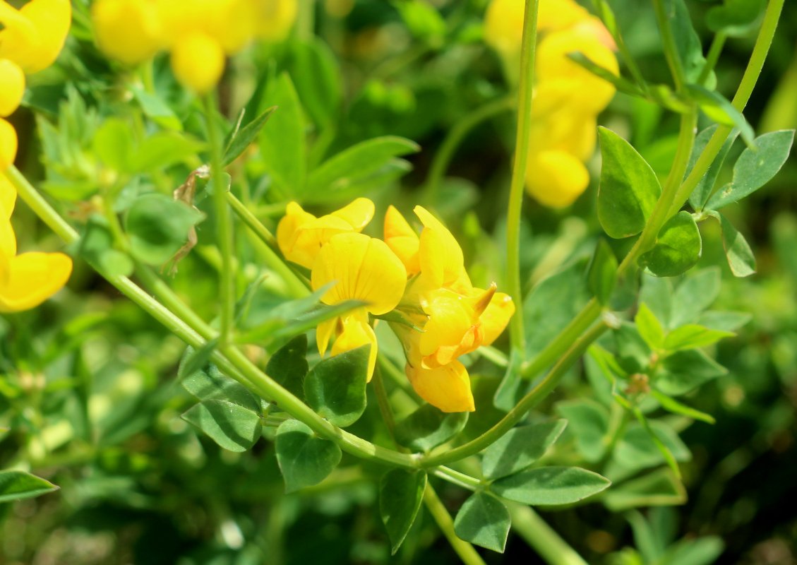 Lotus corniculatus_IMG_6125.JPG