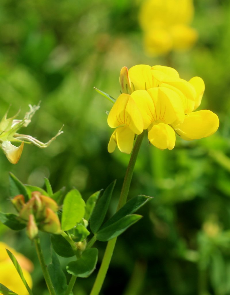 Lotus corniculatus_IMG_6126.JPG