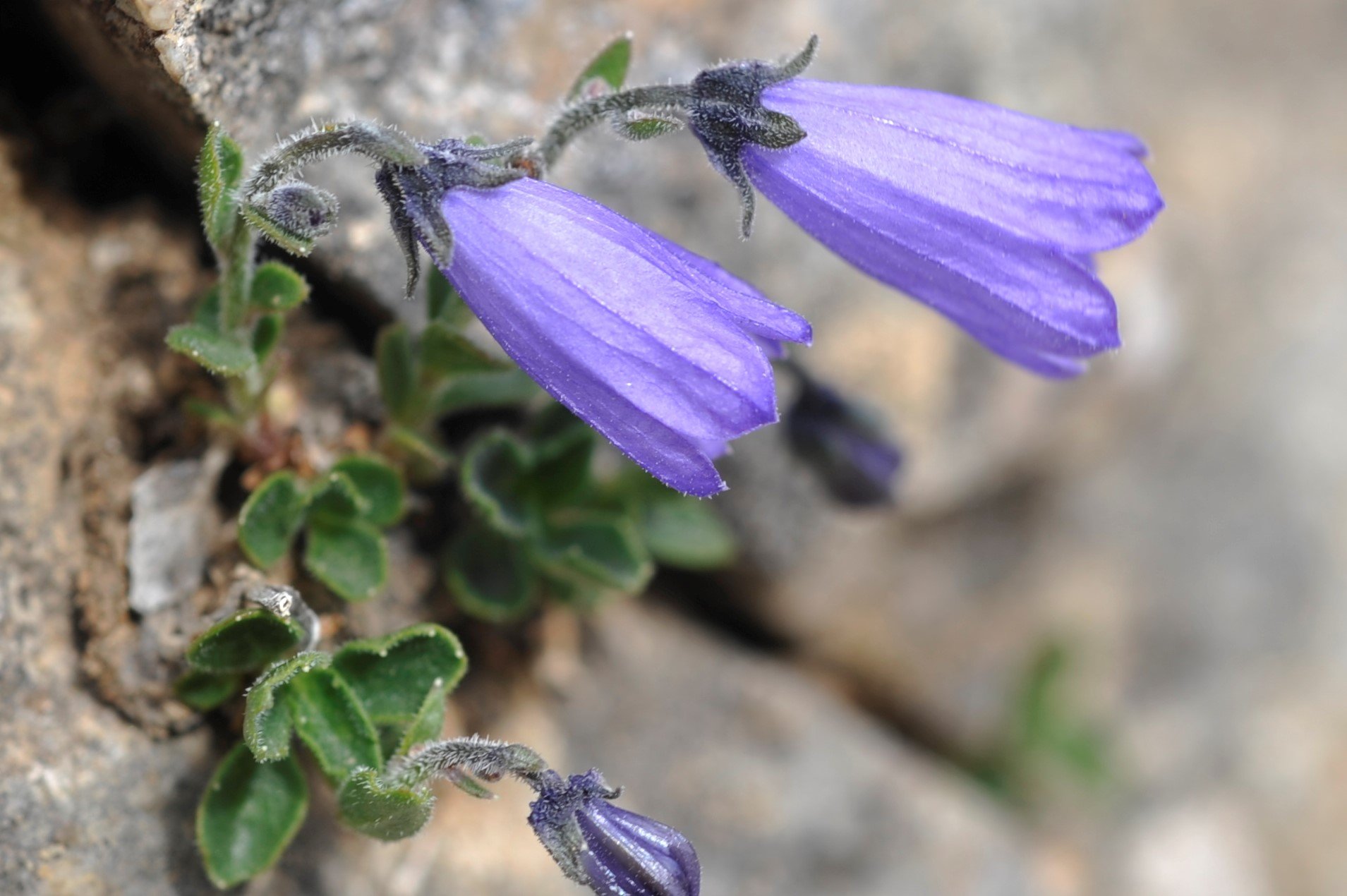 Campanula jaubertiana.jpg