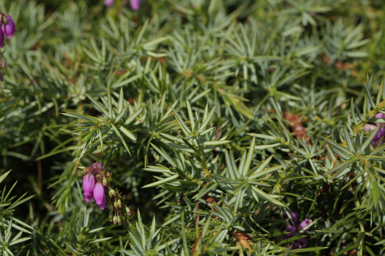 Juniperus communis nsubsp. intermedia