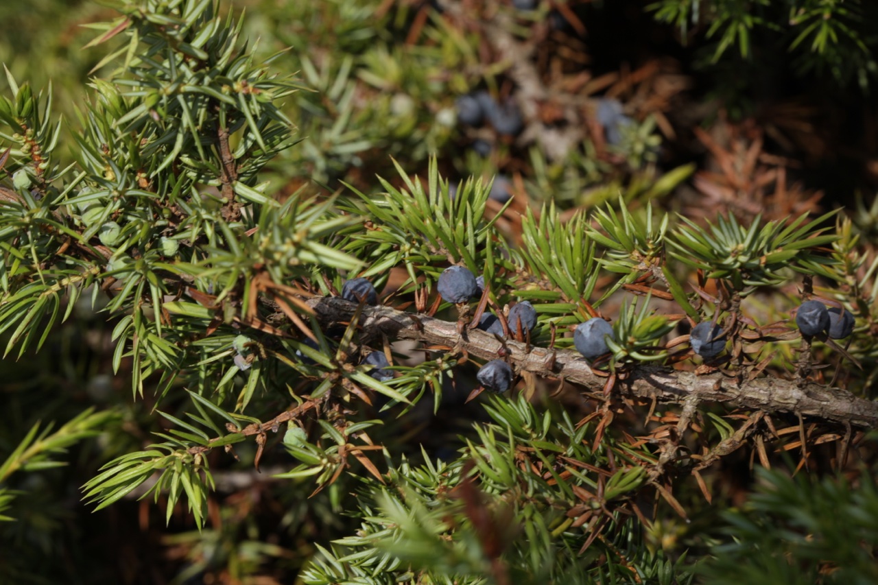 Juniperus communis nsubsp. intermedia