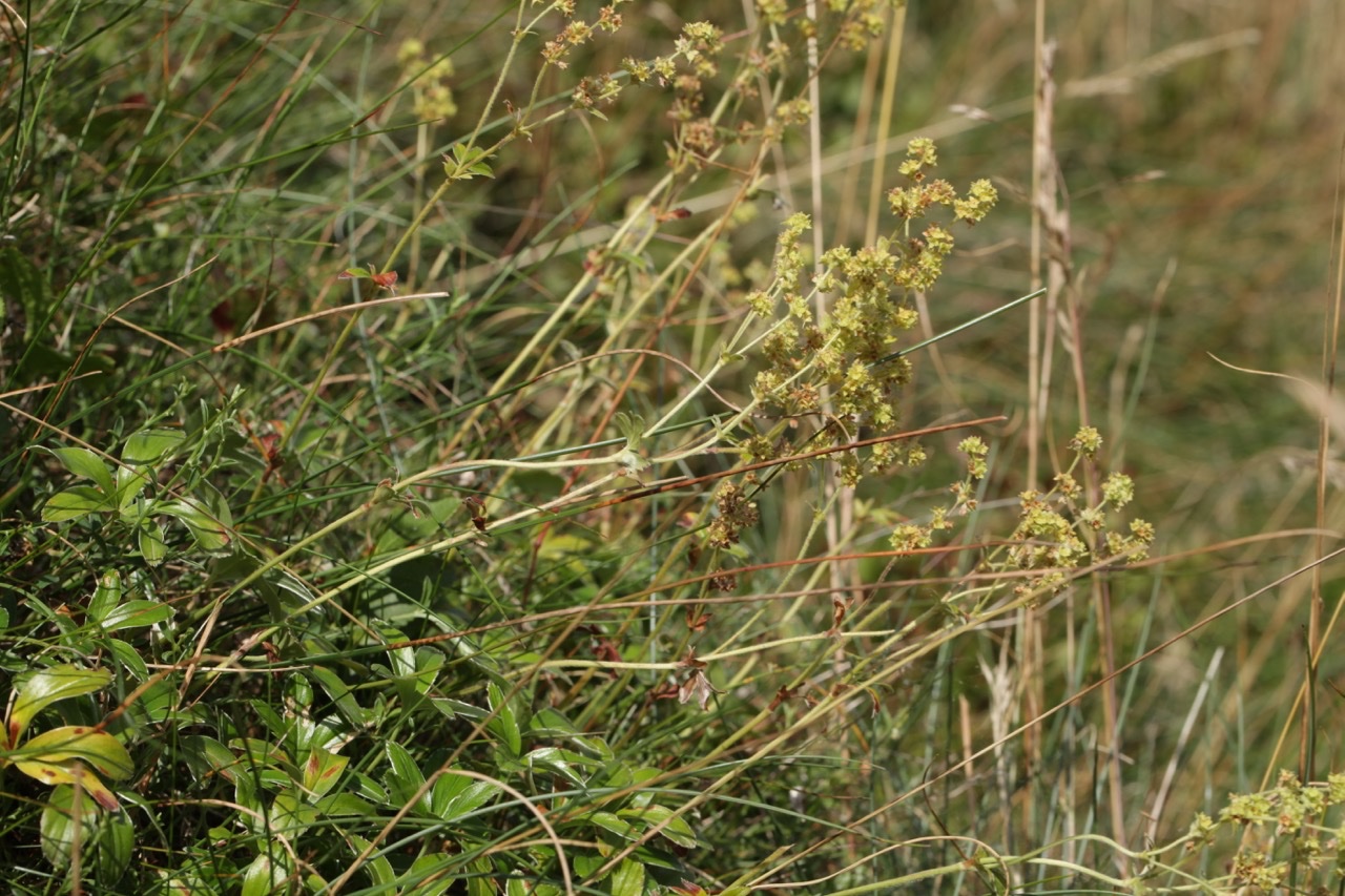 Alchemilla saxatilis