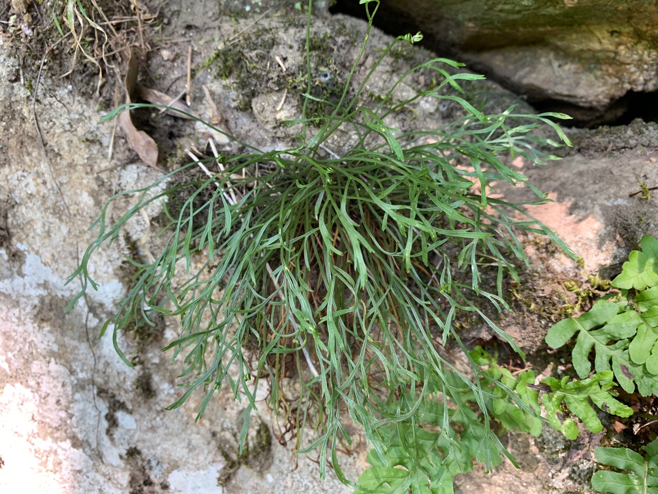 Asplenium septentrionale