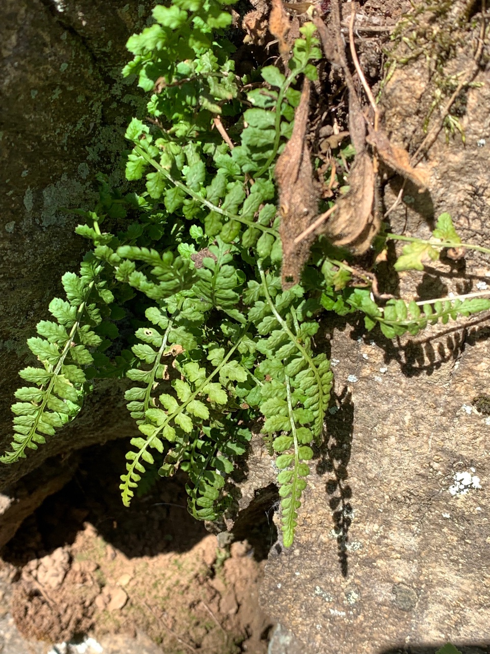 Asplenium foreziense