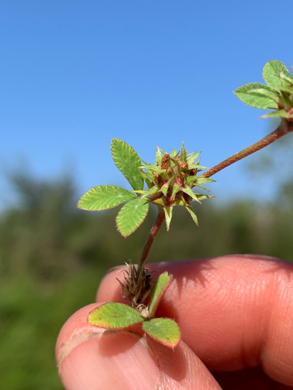 Trifolium scabrum