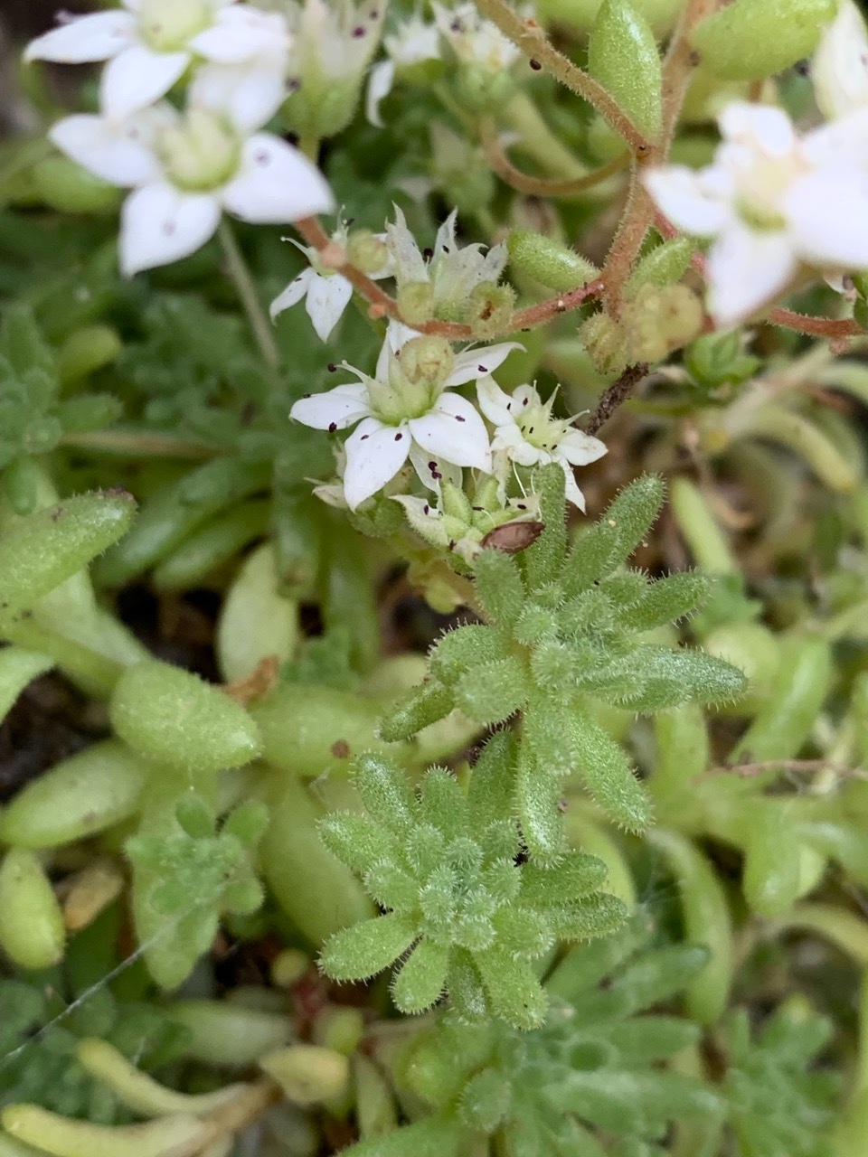 Sedum hirsutum