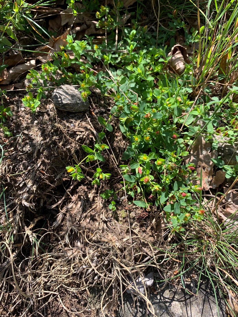 Hypericum humifusum