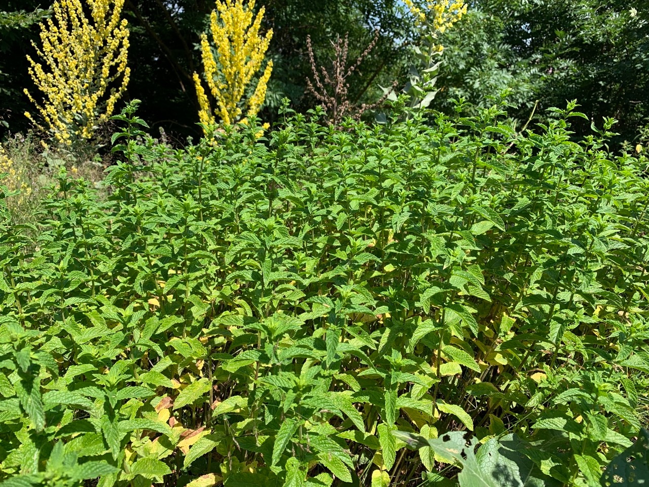 Mentha spicata