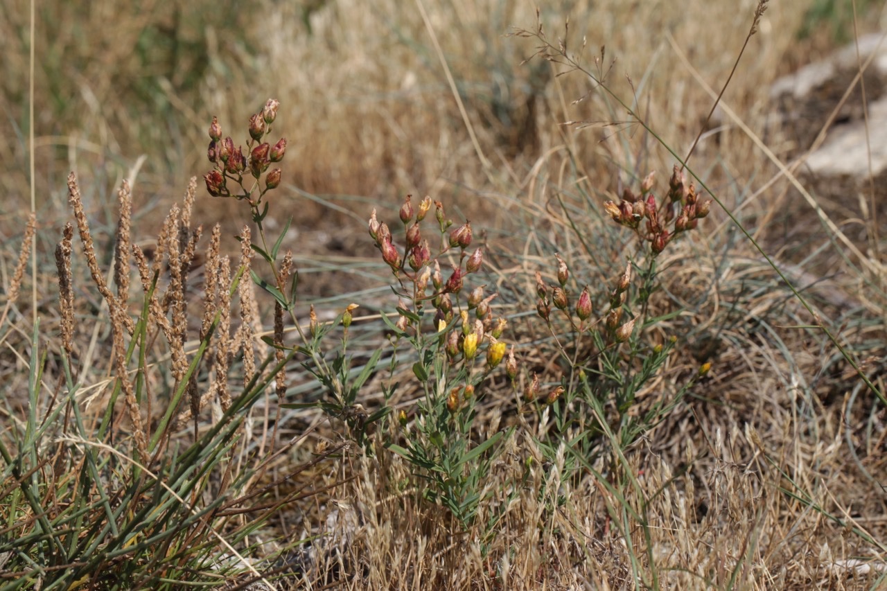 Hypericum hyssopifoilum