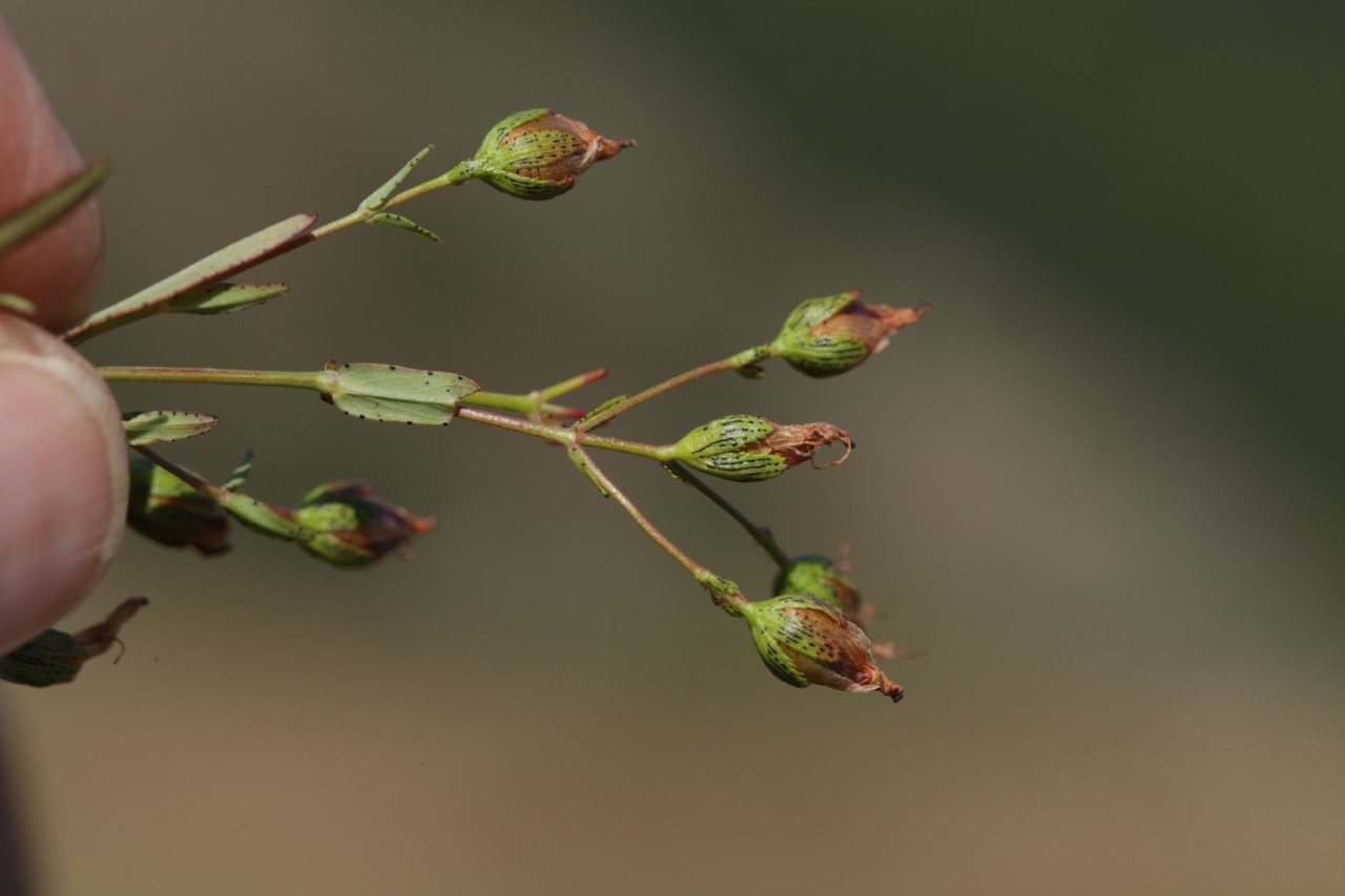 Hypericum hyssopifoilum