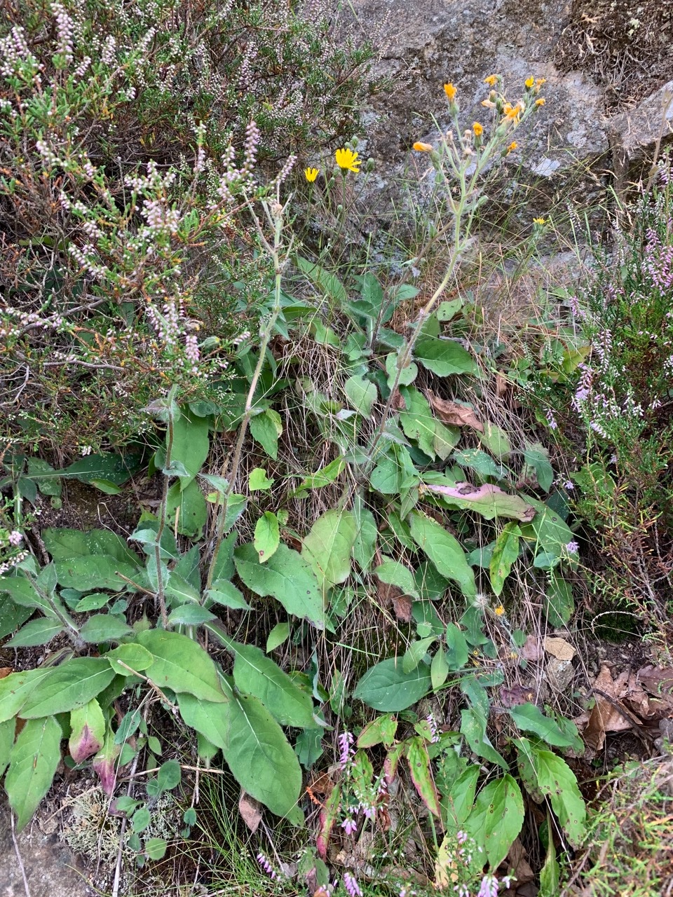 Hieracium nobile