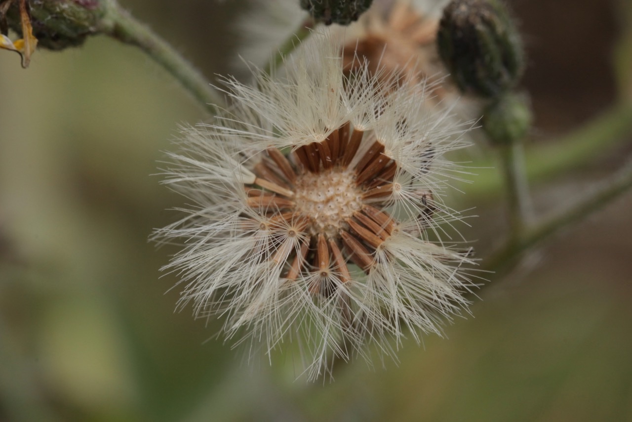 Hieracium nobile