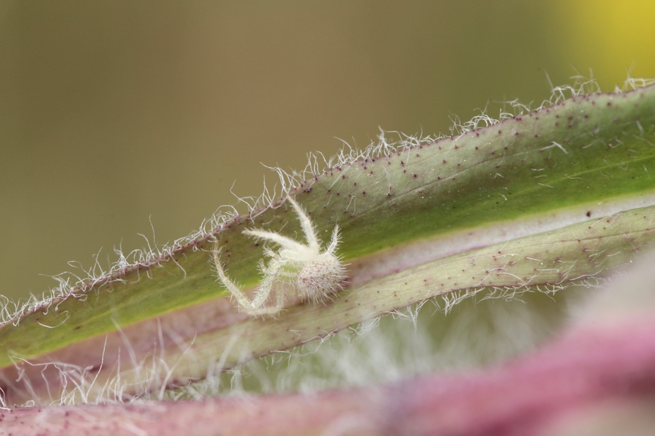 Hieracium nobile