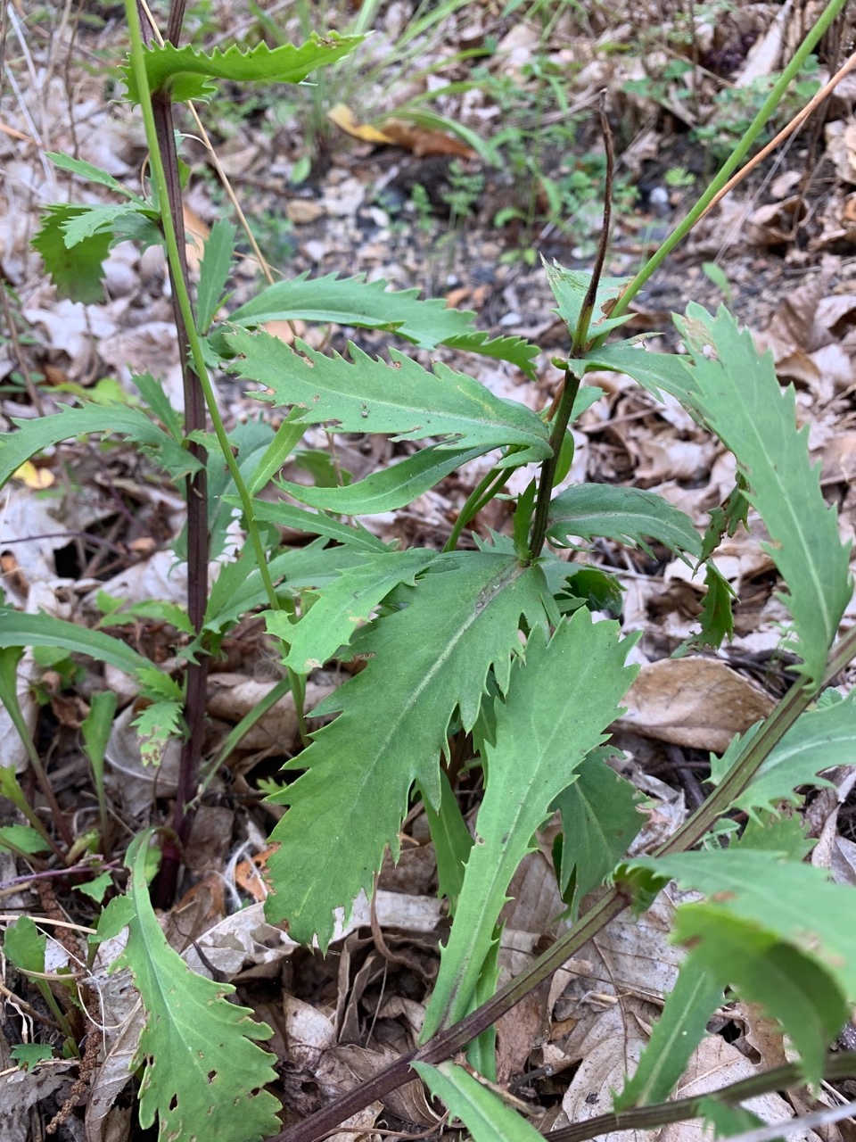 Leucanthemum subglaucum