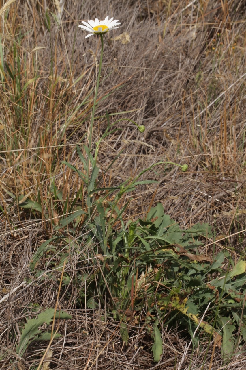 Leucanthemum subglaucum