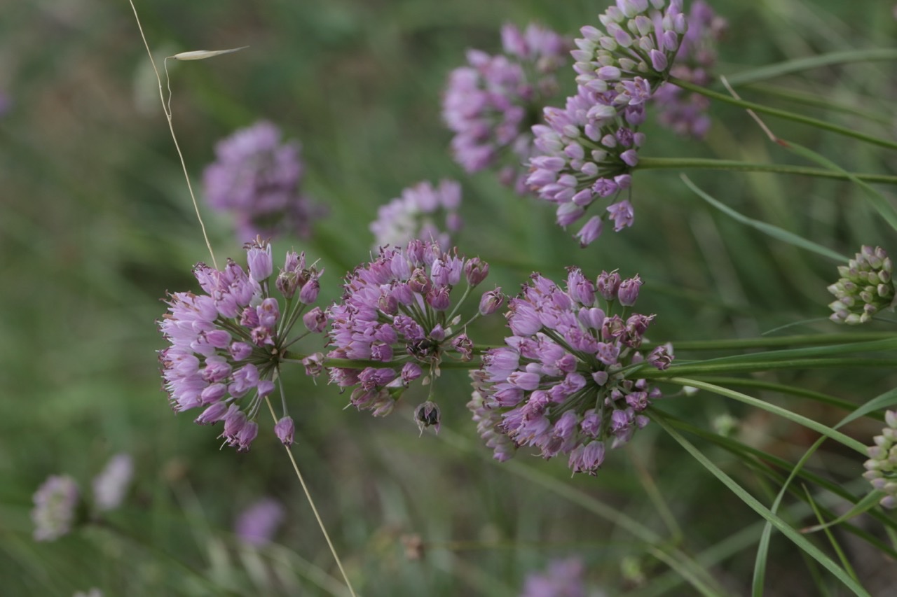 Allium lusitanicum