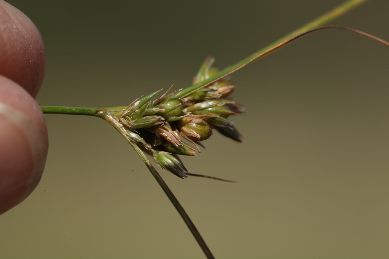 Juncus tenuis