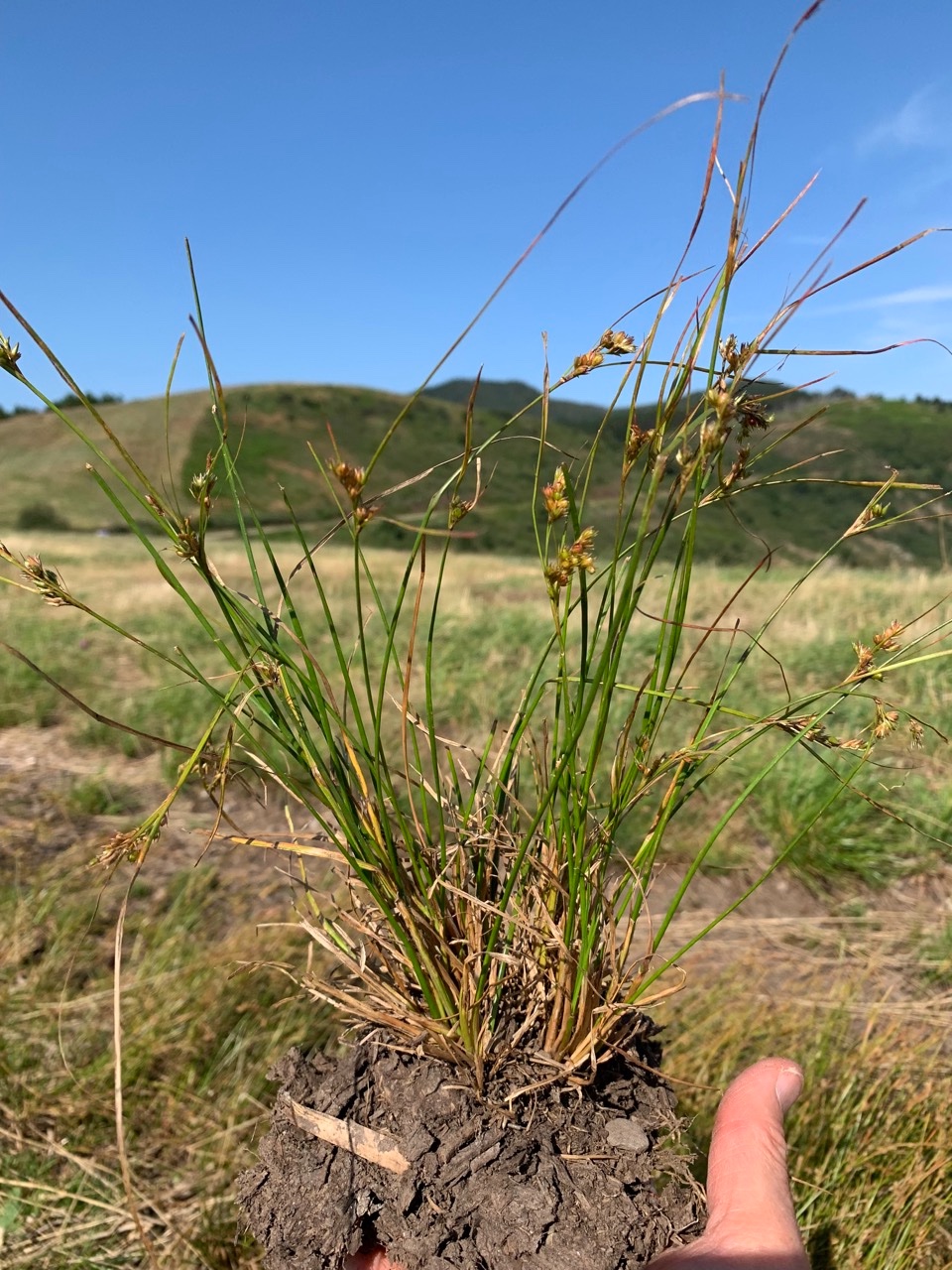 Juncus tenuis