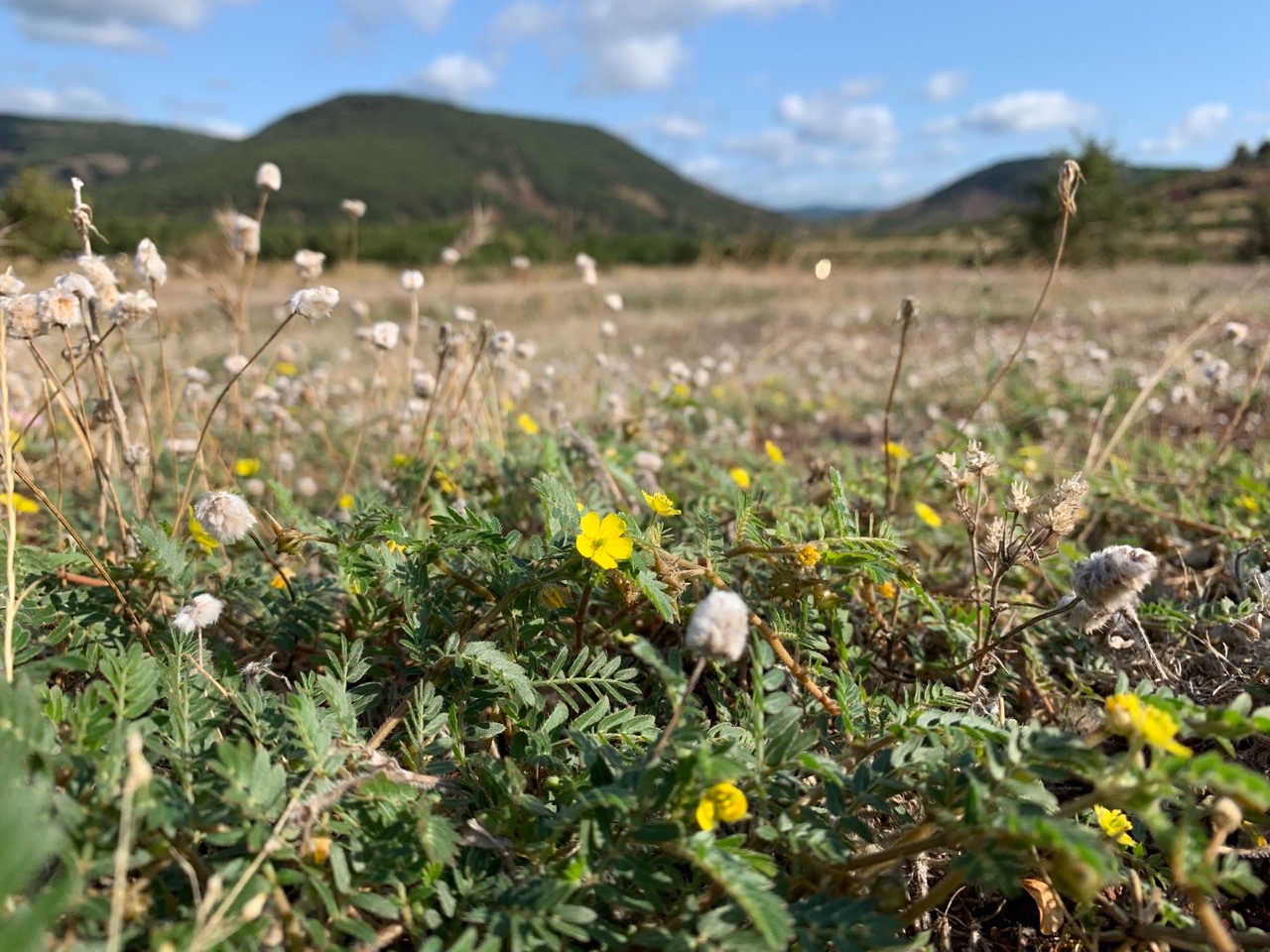 Tribulus terrestris.jpg