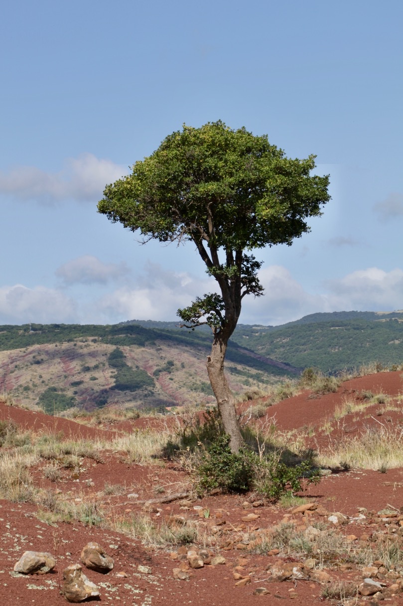 Rhamnus alaternus.jpg