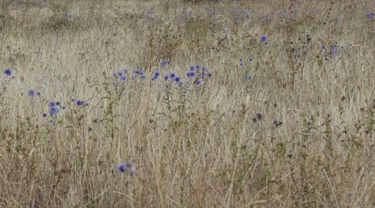 Echinops ritro.jpg