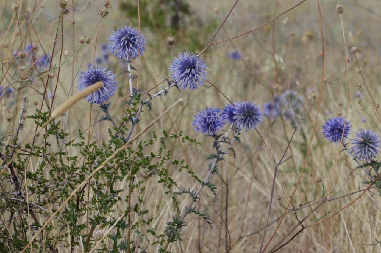 Echinops ritro (1).jpg