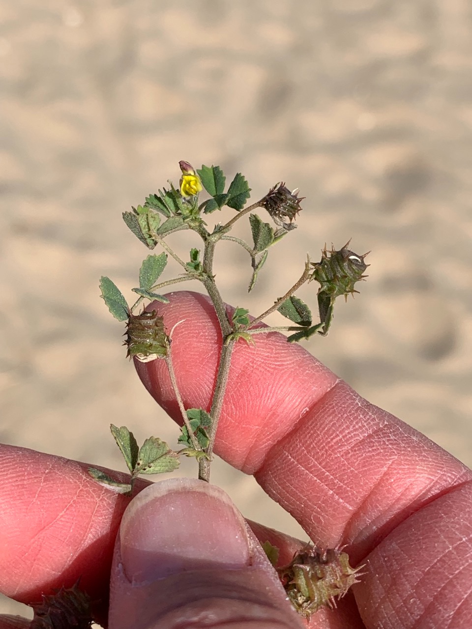 Medicago littoralis.jpg