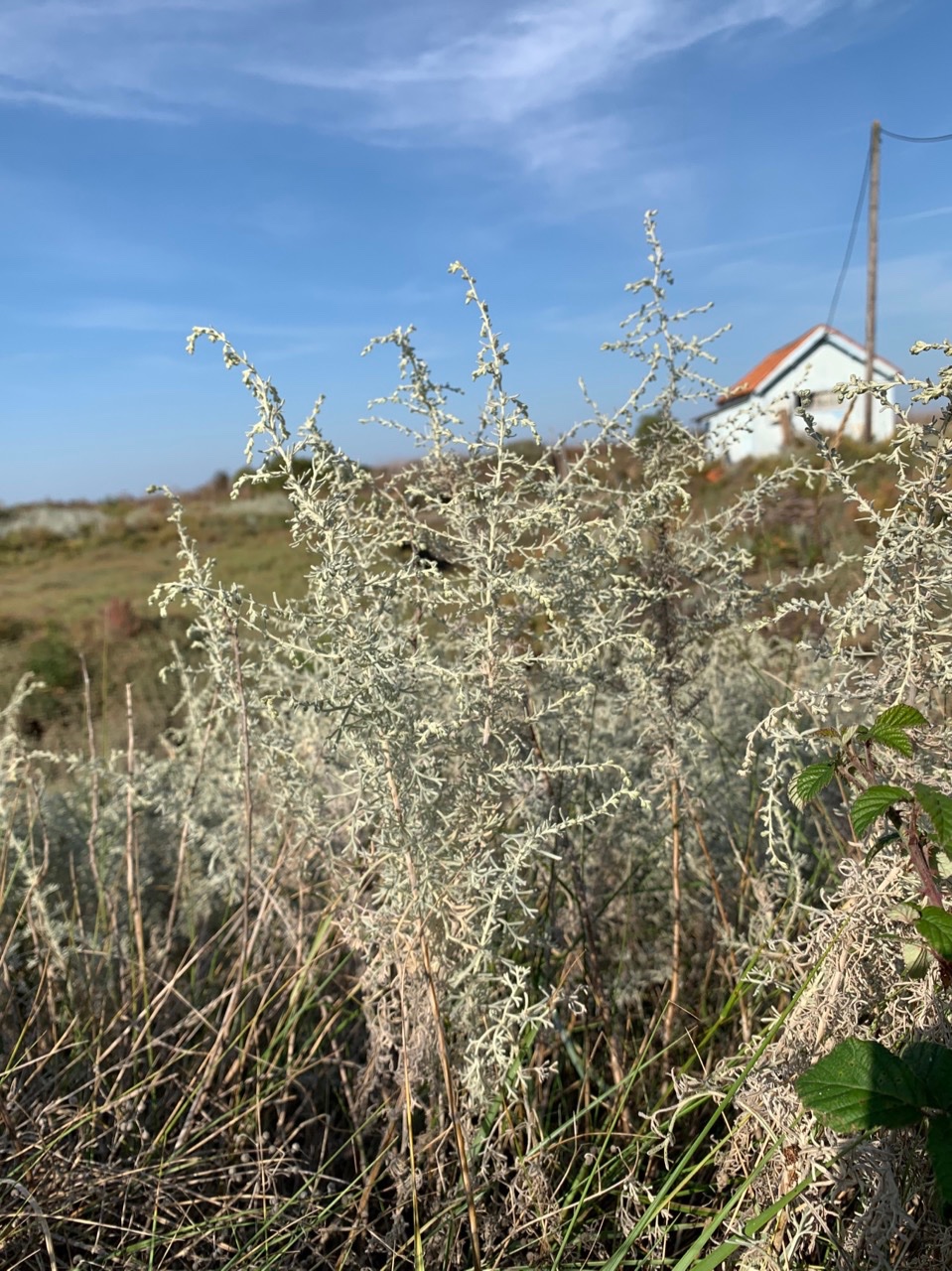 Artemisia maritima.jpg