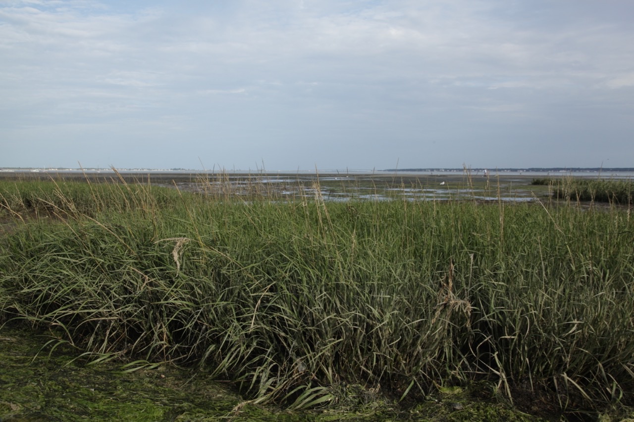 Spartina maritima (1).jpg