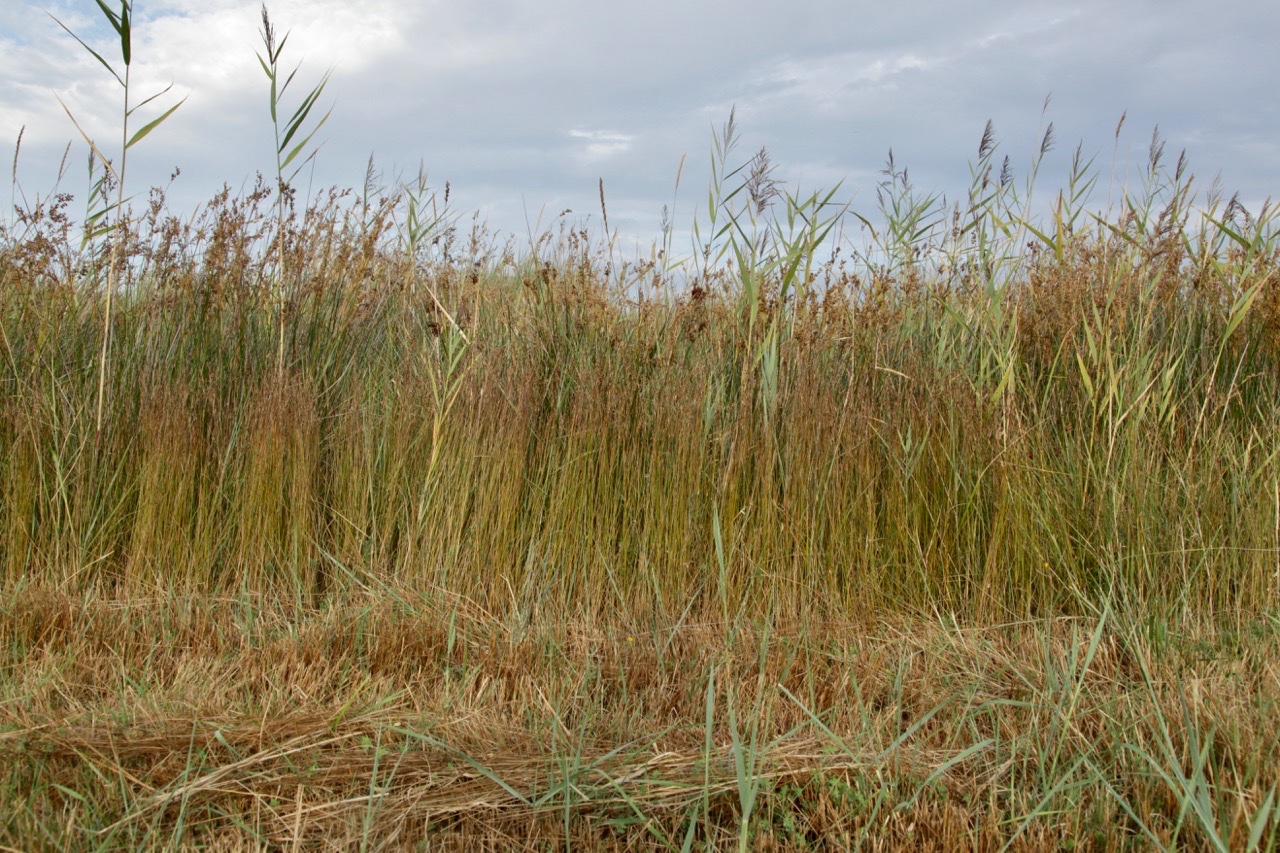 Juncus gerardii.jpg