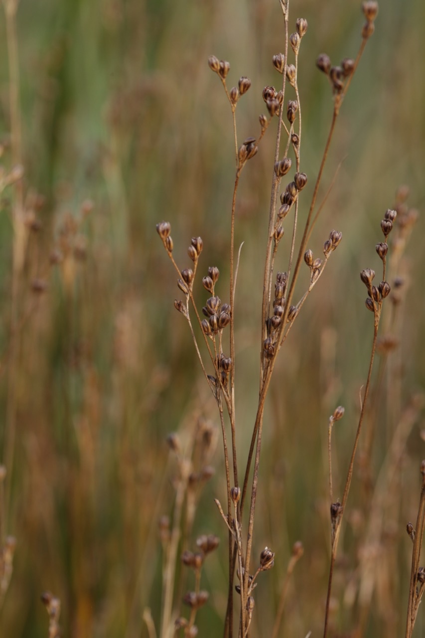 Juncus gerardii (1).jpg