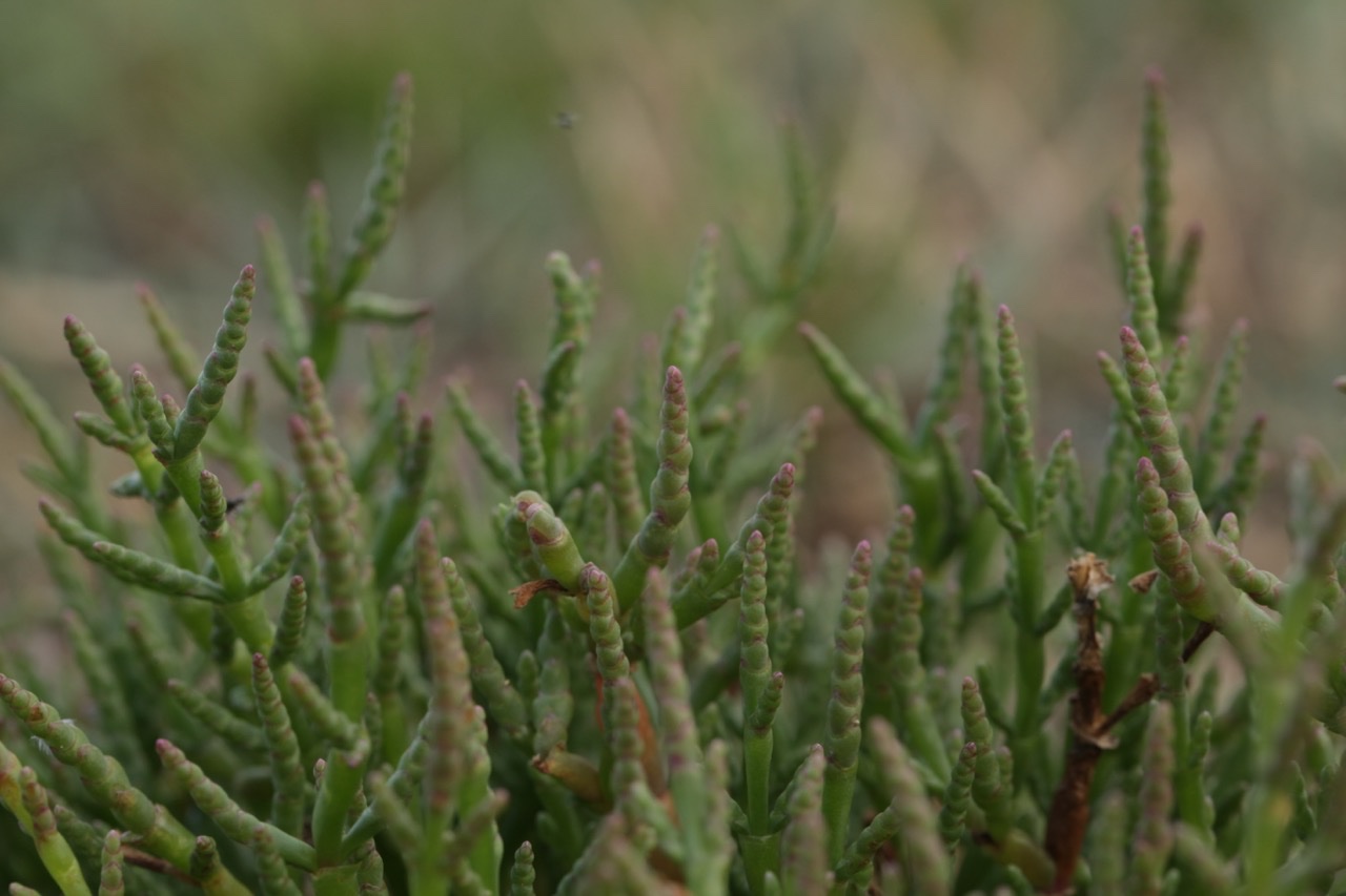 Salicornia europaea.jpg