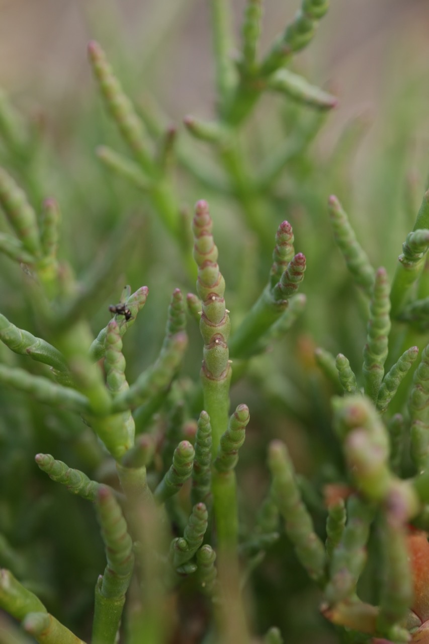 Salicornia europaea (1).jpg