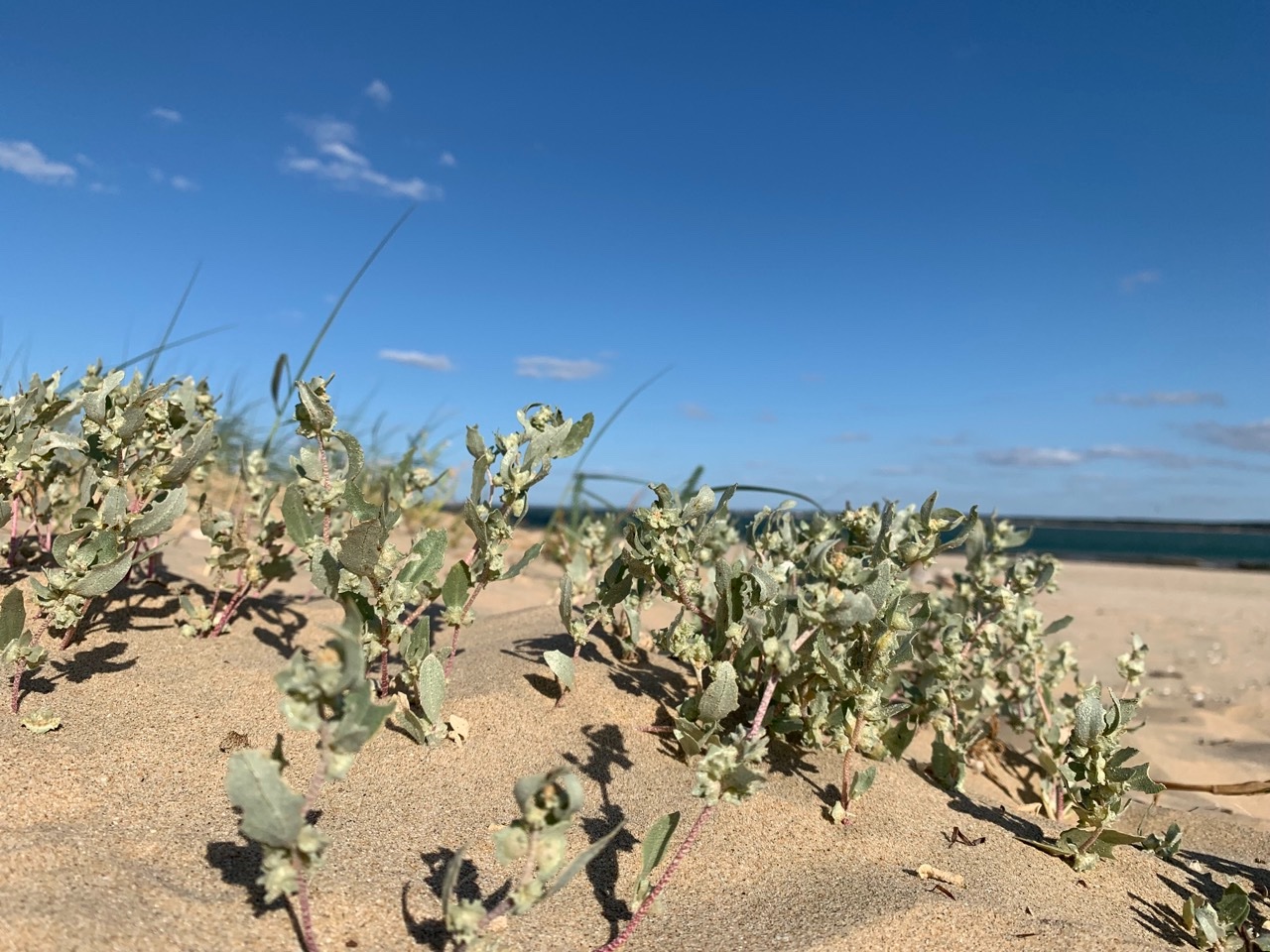 Atriplex laciniata.jpg