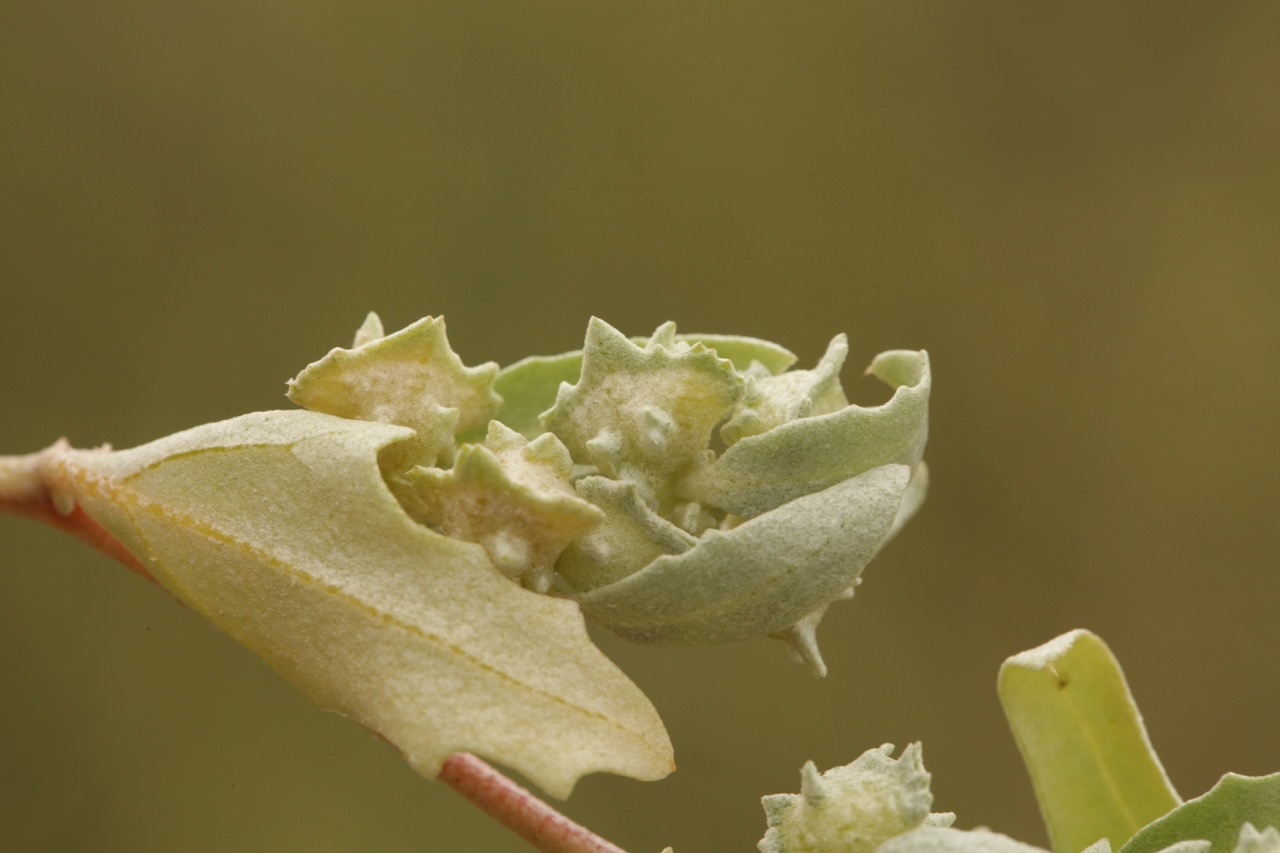 Atriplex laciniata (1).jpg