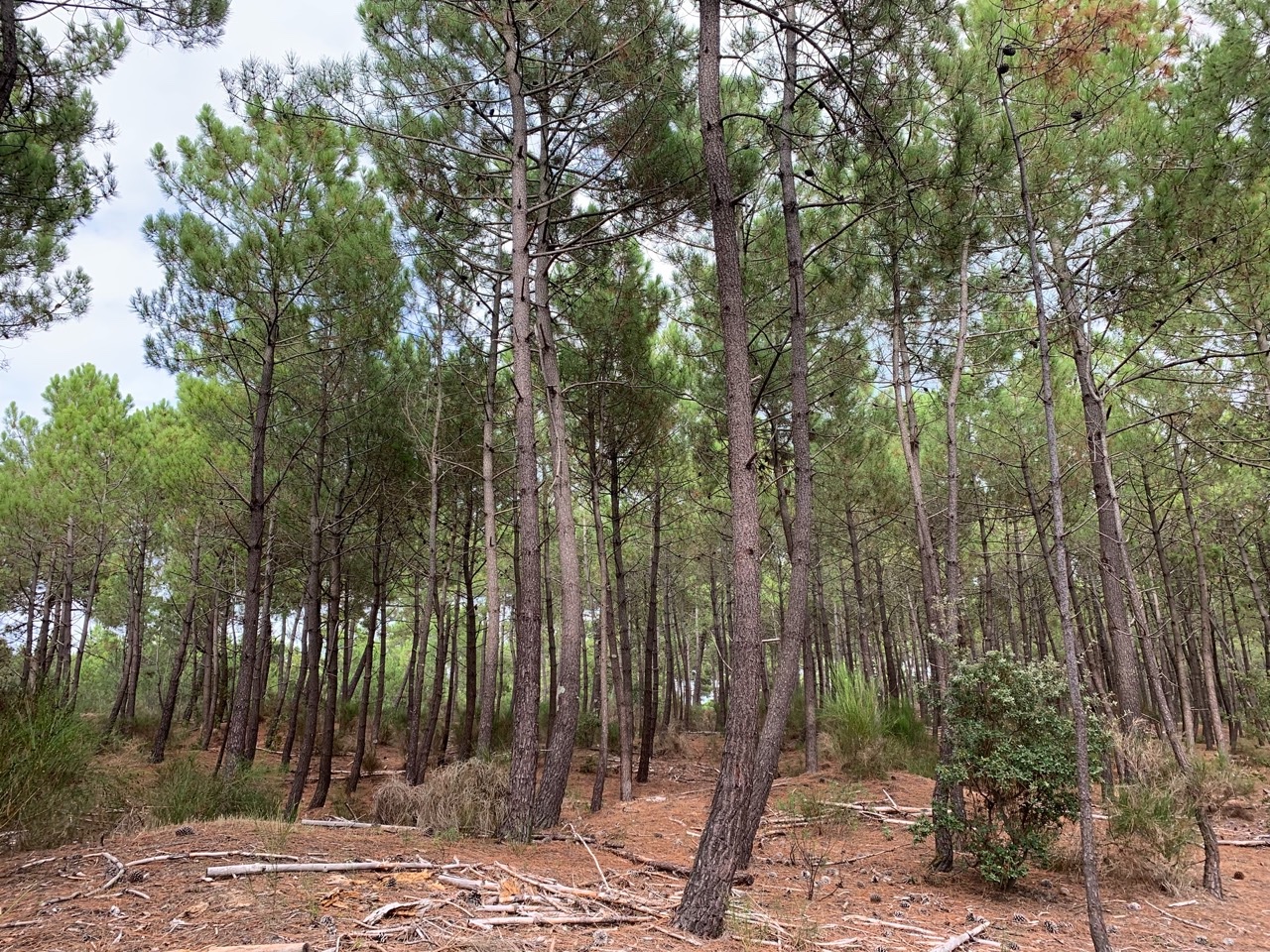 Pinus pinaster (1).jpg