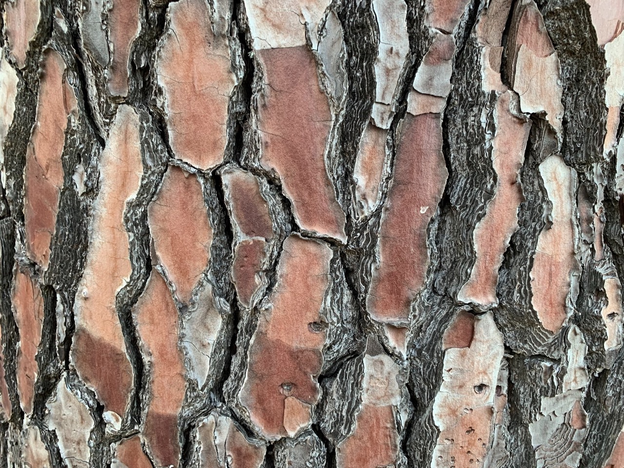 Pinus pinaster (2).jpg
